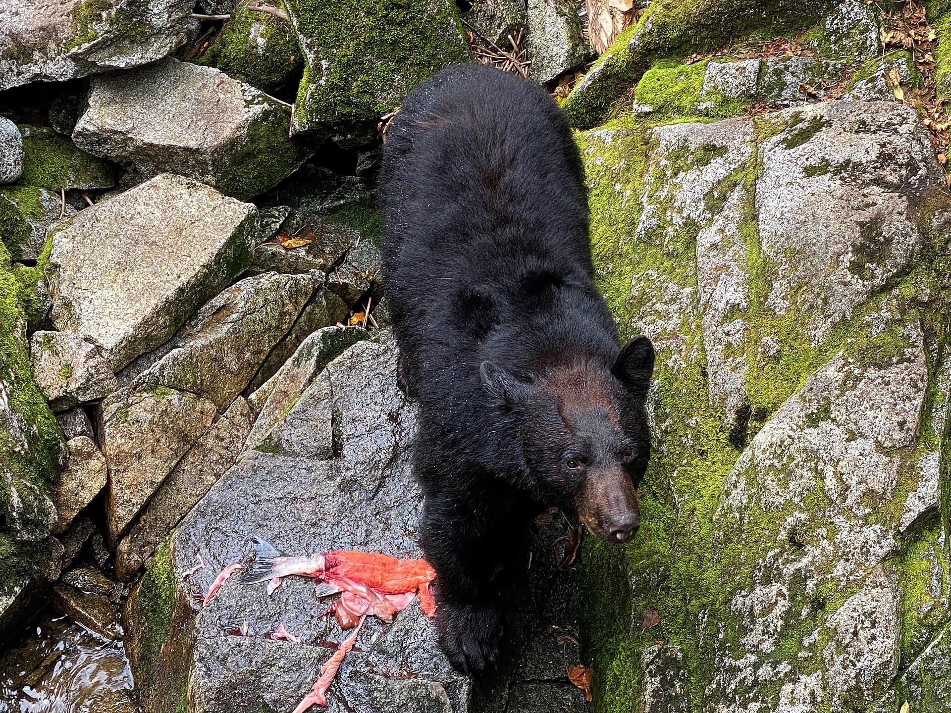A black bear on the mossy rocks of a salmon stream in the Tongass rainforest