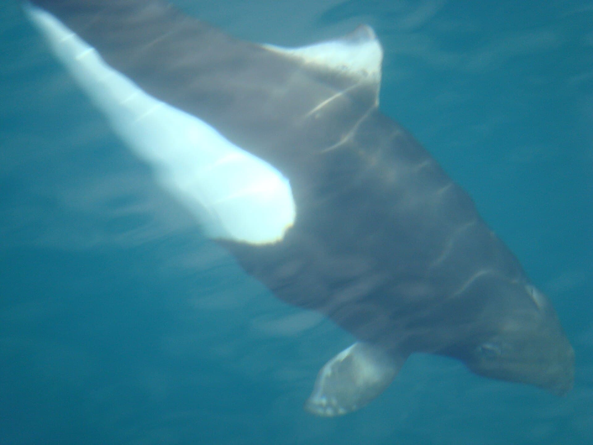 A Dall's porpoise swimming just below the surface in clear blue Alaskan water