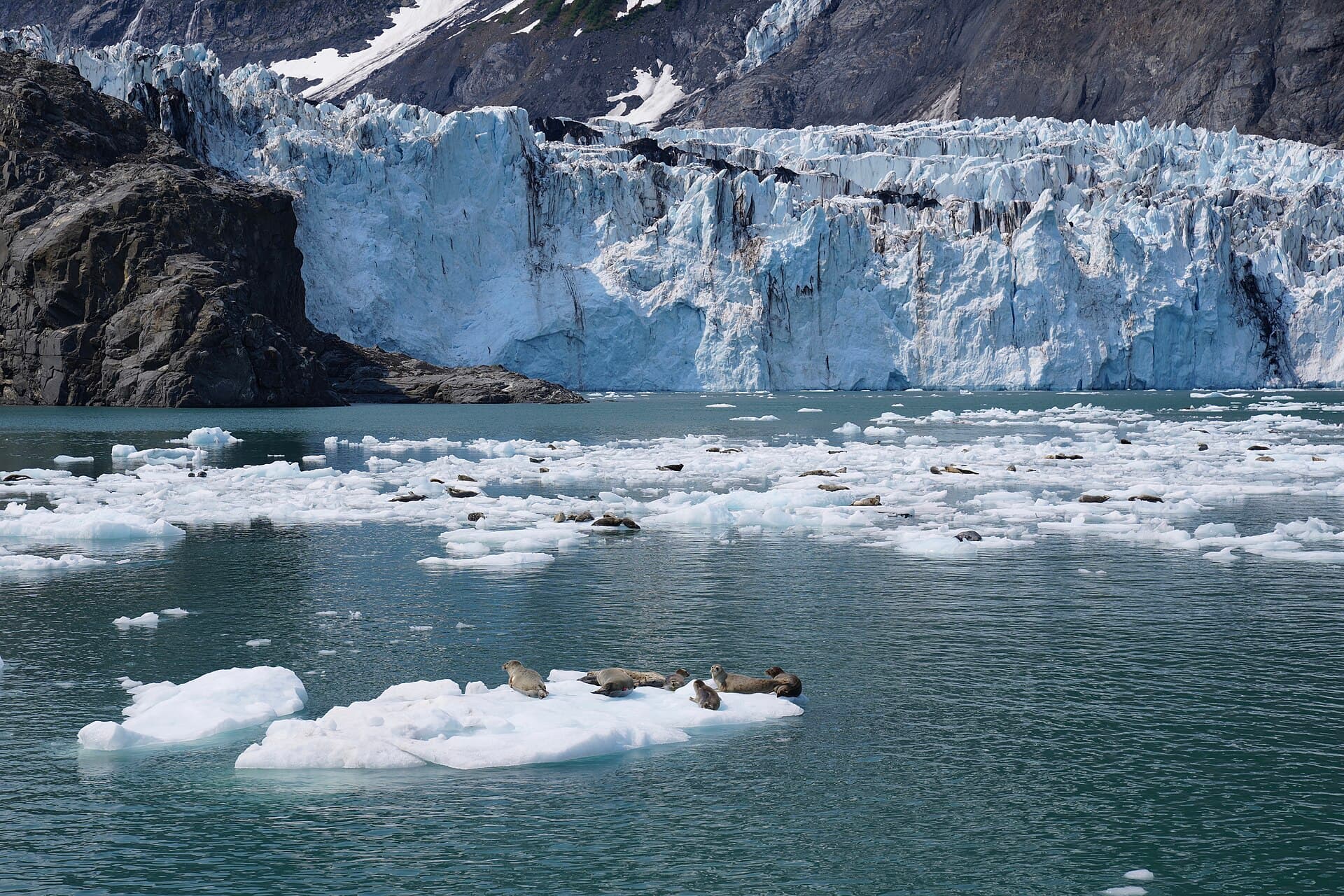 Harbor seals resting on a floating ice floe in front of a tidewater glacier in Glacier Bay
