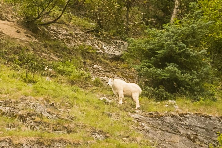 A white mountain goat on a green hillside above the water near Skagway