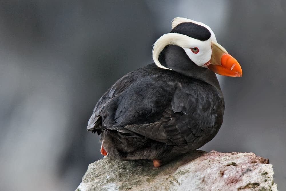 A tufted puffin in breeding plumage with its orange bill and golden head plumes