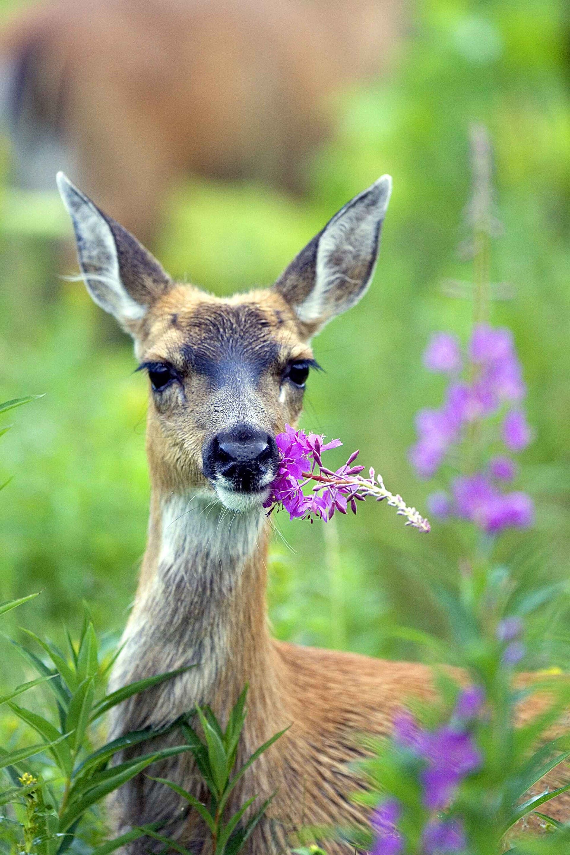 A Sitka black-tailed deer nosing purple fireweed in summer