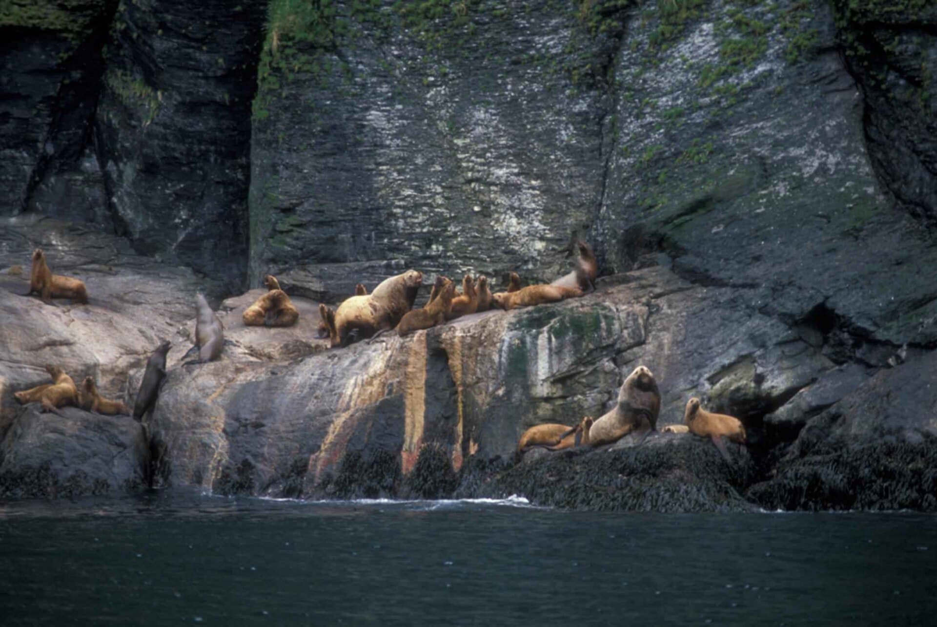 A haulout of Steller sea lions resting on coastal rocks above the water in Alaska