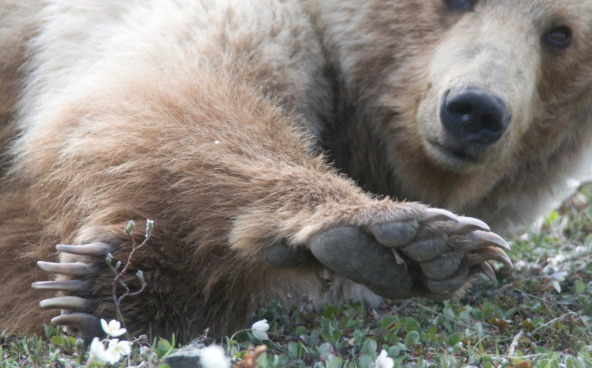 A grizzly bear in Denali National Park