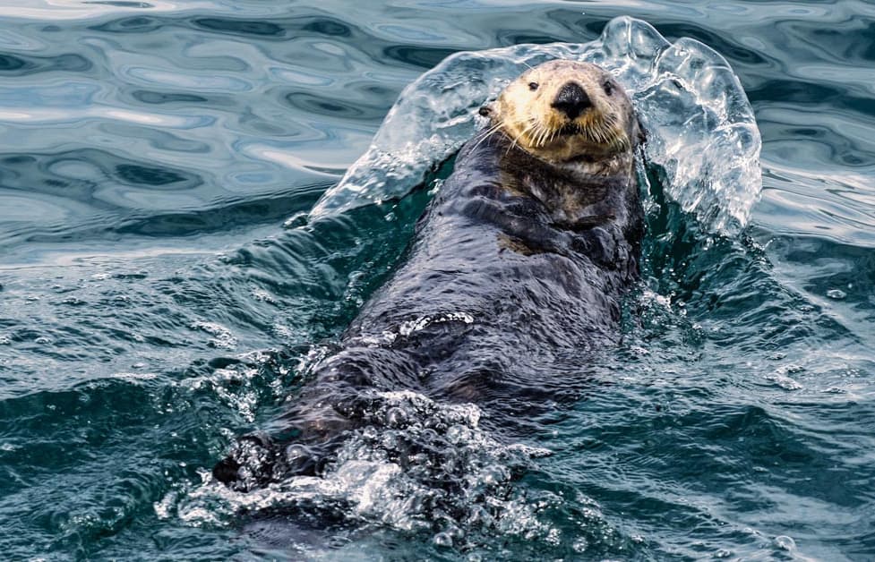 A sea otter floating on its back in Alaskan water