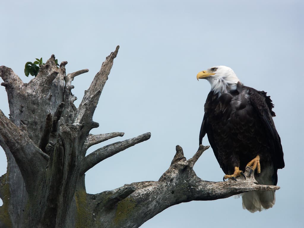 A bald eagle perched on a weathered snag in coastal Alaska