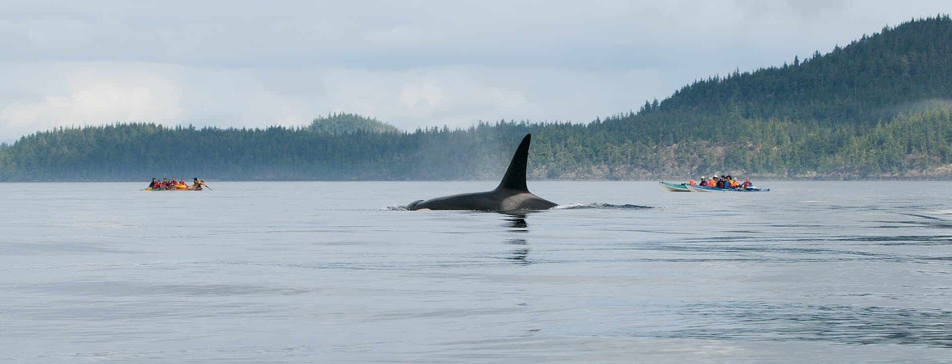 An orca surfacing in Johnstone Strait with sea kayakers nearby