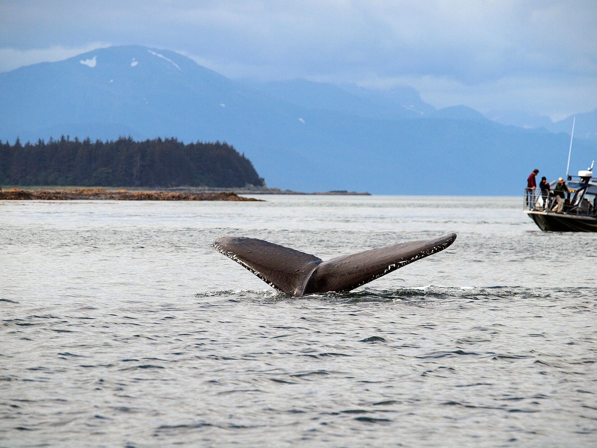 A humpback whale's tail fluke lifting from the water in Southeast Alaska